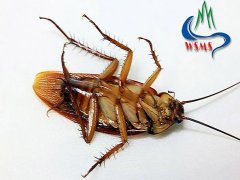 广州杀虫公司：如何快速灭蚊子？
