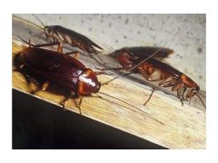 广州杀虫公司：蟑螂和老鼠哪个携带细菌多？